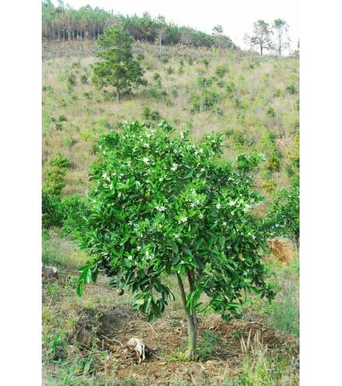BÁN DỰ ÁN - ĐÀ LẠT