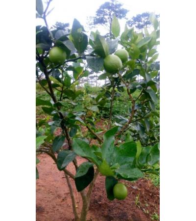 BÁN DỰ ÁN - ĐÀ LẠT