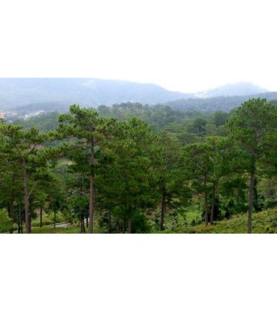 BÁN DỰ ÁN - ĐÀ LẠT