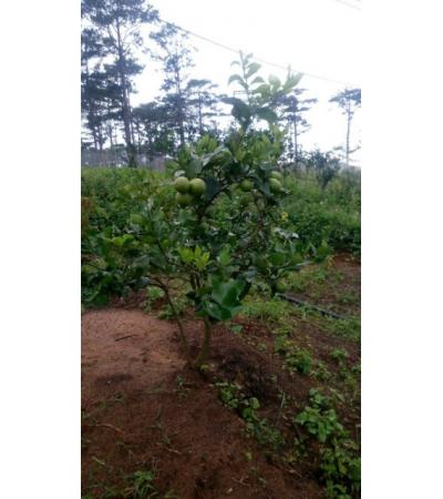 BÁN DỰ ÁN - ĐÀ LẠT