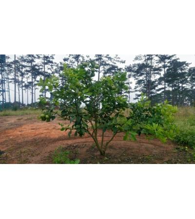 BÁN DỰ ÁN - ĐÀ LẠT